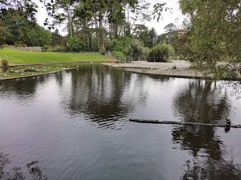 WWT Castle Espie