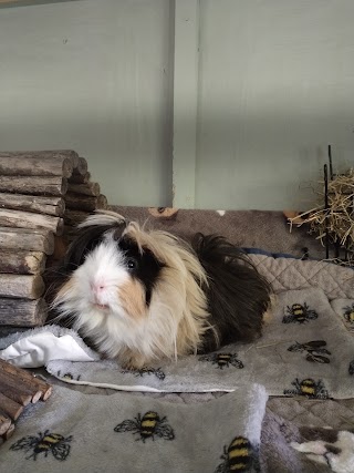 Marchwood Guinea Pig Boarding