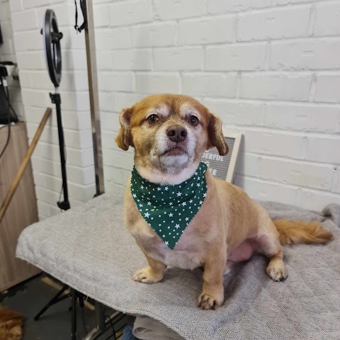 Woof to Wonderful, Dog Groomer