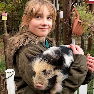 #pigzoo Petpiggies Mini Pig Encounters