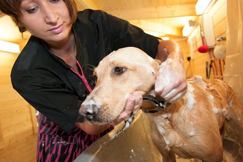 Tiptop professional dog grooming