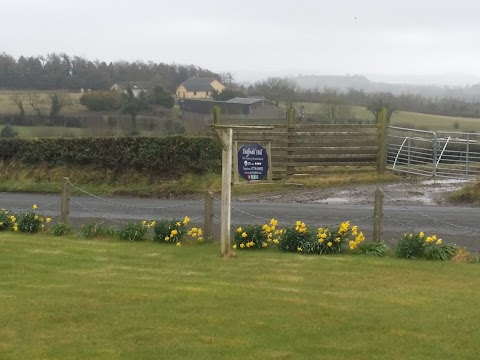 Daffodil Hill