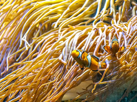 National Marine Aquarium