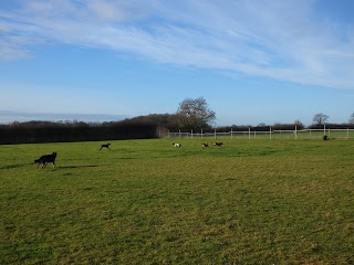 Puppy Paddocks (exclusive hire dog paddock)