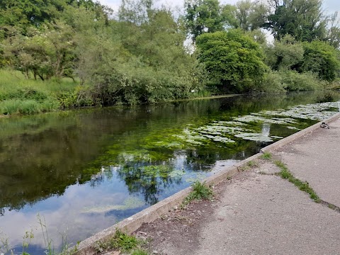 Coy Carp Harefield