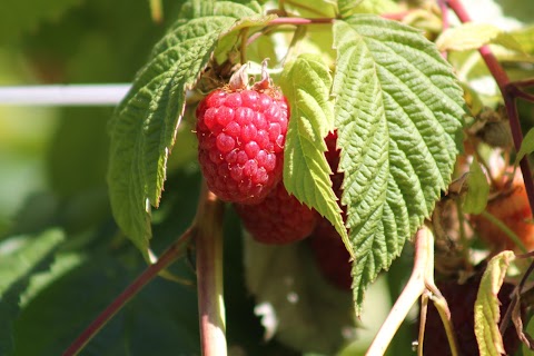 Orchard Pods