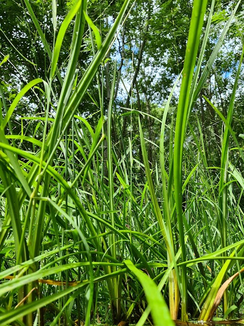 Three Brooks Local Nature Reserve