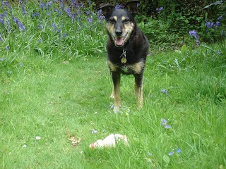 Cornish Paws Veterinary Practice