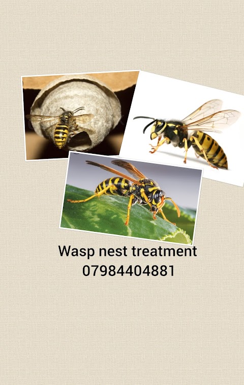 Springclean cleaning and pest control service