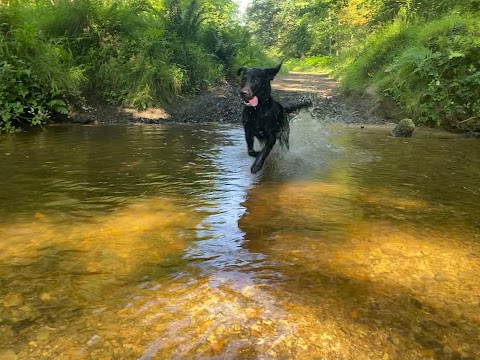 The Dog Walker - New Forest