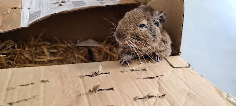 Folly Veterinary Centre