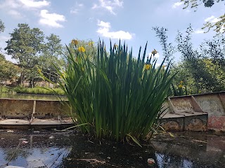 Dragonfly Lake