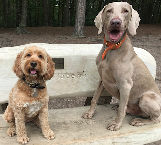 Parsons Green Pups