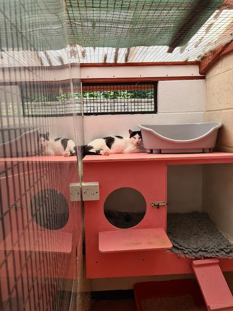 Aristocats Boarding Cattery