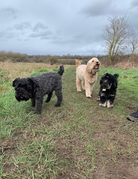 Caldy Valley Dog Walking