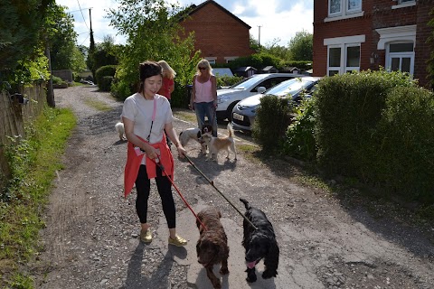 Sue's Doggy Day Care & Boarding