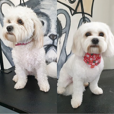 The Dirty Dog Grooming