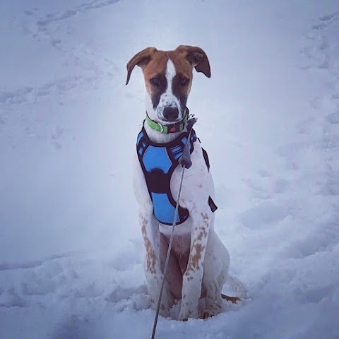 Green Paws Dog Walker