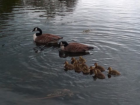 Hardwick Park ( Ponds )