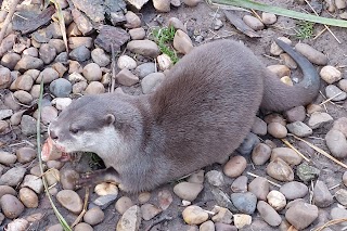 Reaseheath Mini Zoo