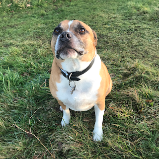 Ranworth Lodge Kennels