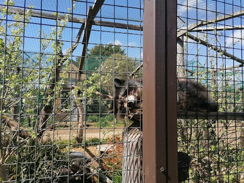 Wildheart Animal Sanctuary, Isle of Wight