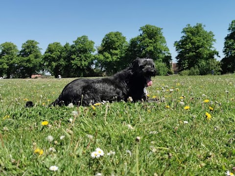 Dog Walk Northampton