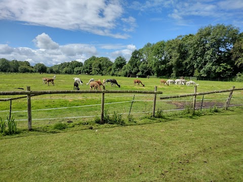 Alpaca walking Hensting Alpacas limited