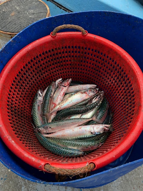 Looe Fishing Trips