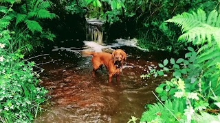 New Forest Spaniel Adventures