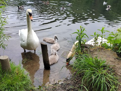 Roundhay Park