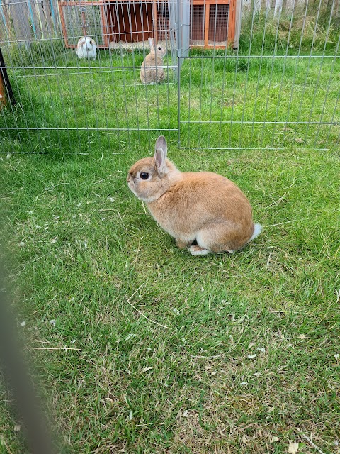 Bebington Boarding for Rabbits and Guinea Pigs