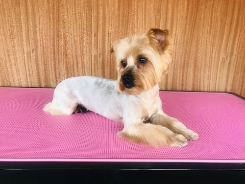 Be Sparkle - Professional Dog Grooming