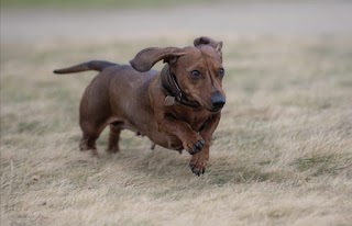 Manchester Boarding Kennels