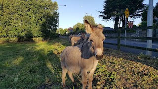 Trim Donkey Family