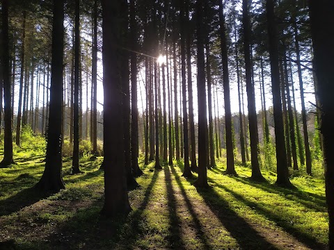 Cairn Wood