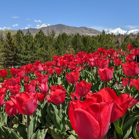 Emily's Flowers