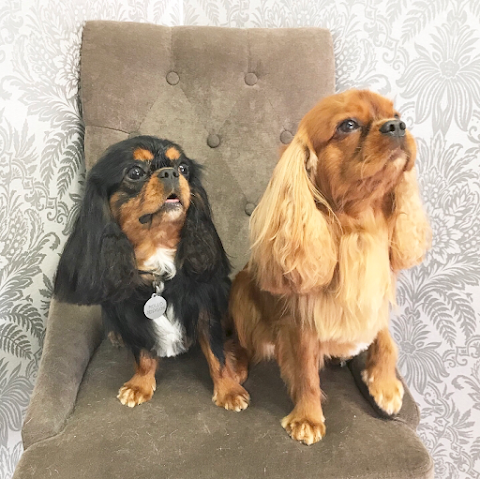 Morgan and Mason Pet Spa & Boutique - Professional Dog Groomers