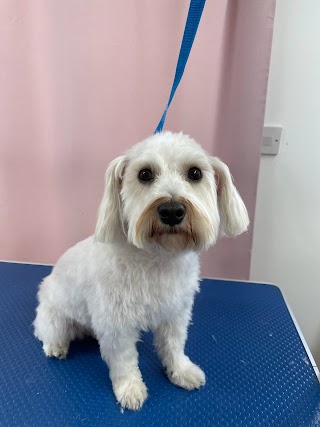 dog grooming Nottingham ( Yappy Paws )