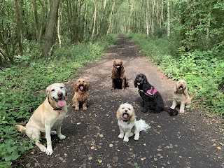 Hartford Hounds Dog Walking