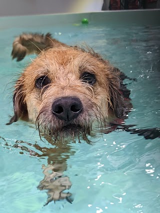 Red Rover Dog Daycare & Fun Pool