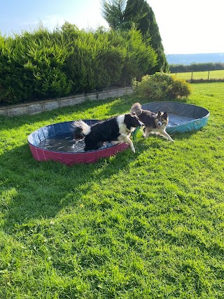 Gower Dog Retreat -Dog Home Boarding