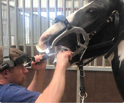 Jason McKeown Equine Dentistry