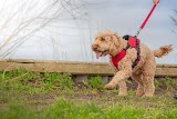 We Love Pets Tamar Valley - Dog Walker, Pet Sitter & Home Boarder