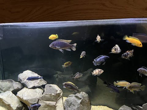 K&C Rift Valley Cichlids UK