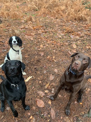 Pack Pals Dog Walking