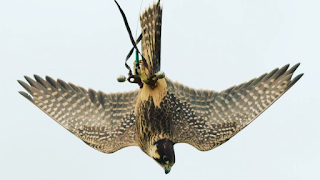 North Somerset Bird Of Prey Centre