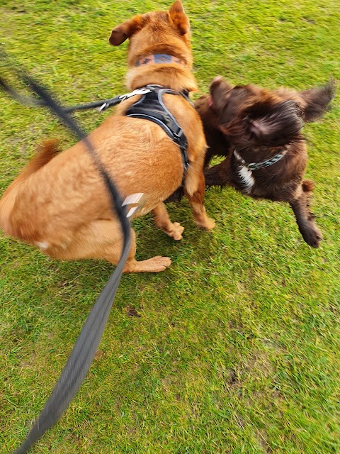 BUSY PAWS Dog walking, Edinburgh and dog boarding