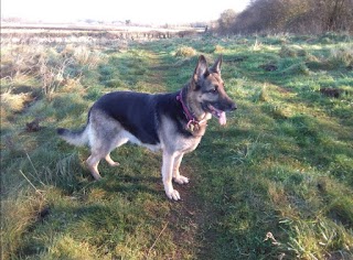 Dunston Lodge Boarding Kennels