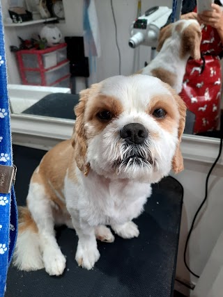 Croxteth Park Dog Groomers (The Vegan Dog Groomer)